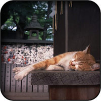 マンチカン猫の壁紙 Androidアプリ Applion