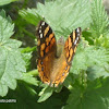 South american painted lady