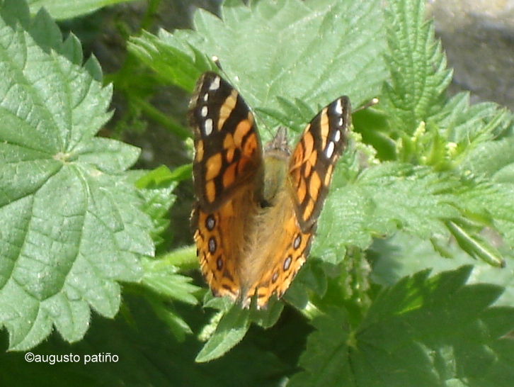 South american painted lady