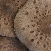 Parasol Mushroom/Grote Parasolzwam