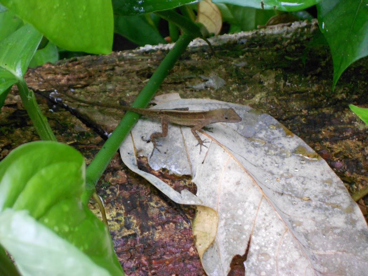 Dry Forest Anole