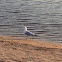 Ring-billed Gull