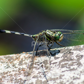 by Aditya Bugadi - Animals Insects & Spiders