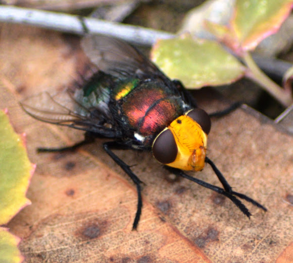 Snail Parasite Blowfly Project Noah