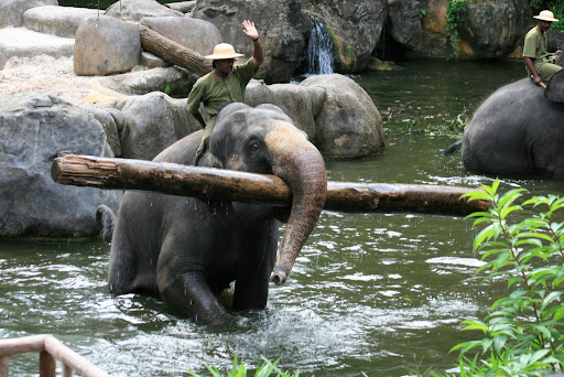 éléphant et trond d'arbre