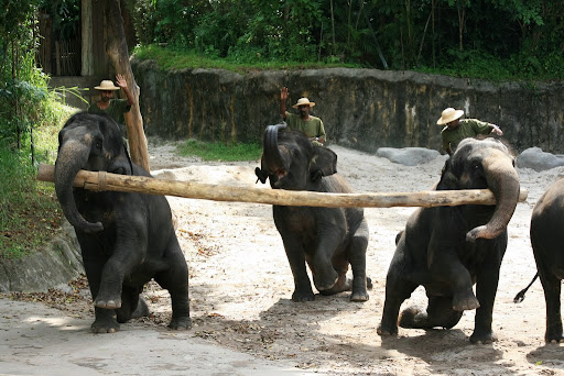 2 éléphants et un tronc d'arbre