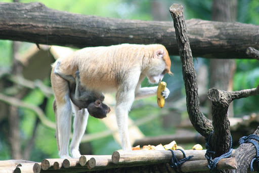 Singe et son petit : miam la banane!