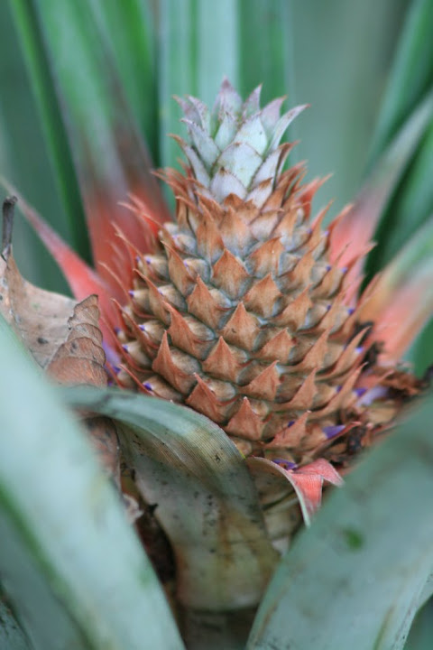 Ananas en formation