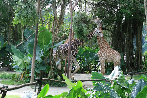 Giraphes en bande