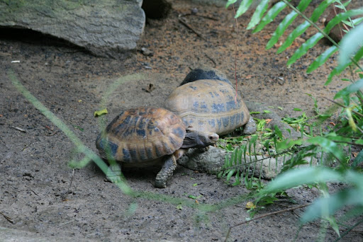 Petites tortues