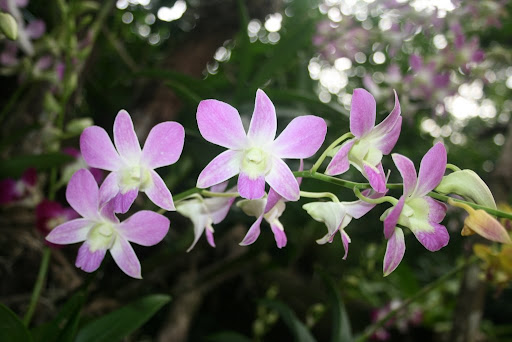 Orchidés