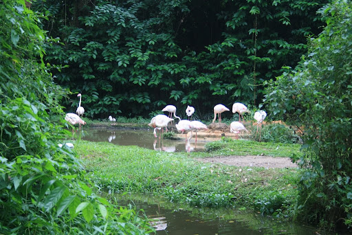 Flamants roses