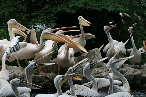 Spectacle des Pélicans