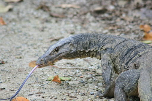 Premier Varan de près