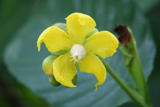 Fleur de l'hibiscus de mer