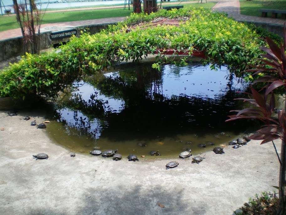 Tortues de Kusu's Island