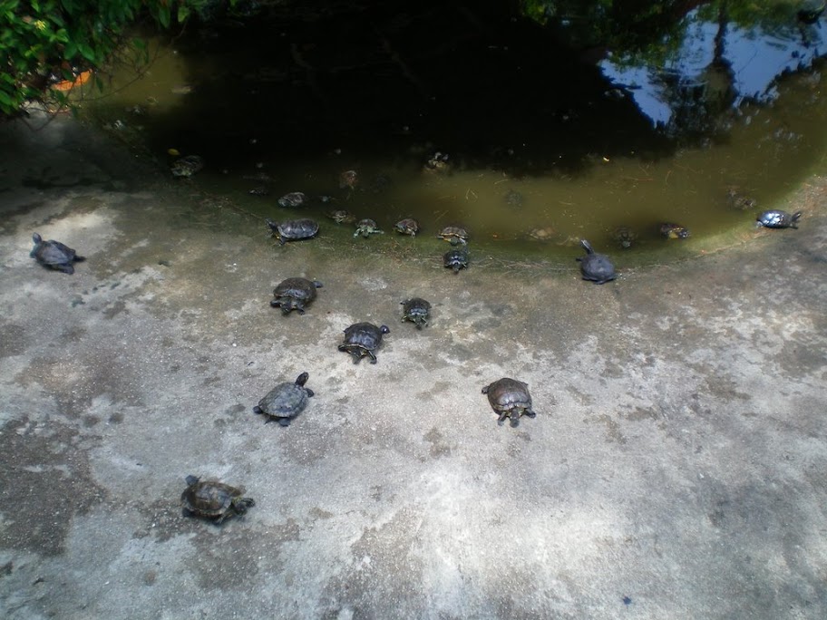 Tortues de Kusu's Island