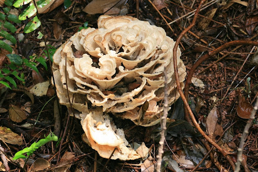 Champignon géant