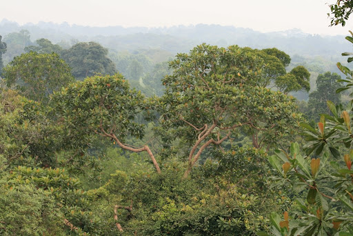 Sommets des arbres à perte de vue!