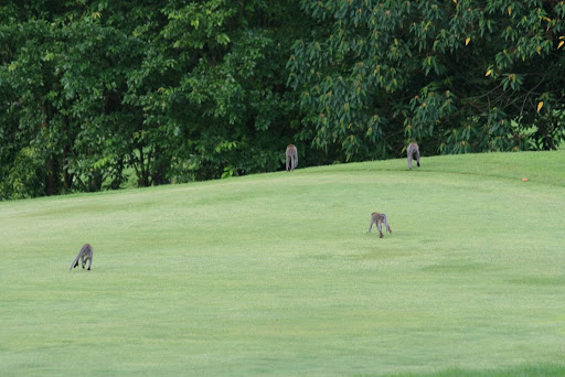 Singes courant sur le green