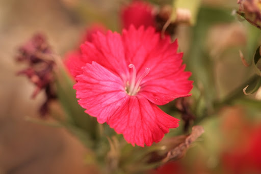 Fleur officielle de Singapour
