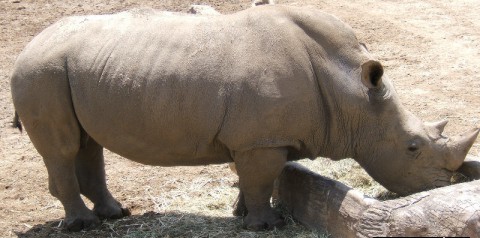 Rinoceronte branco