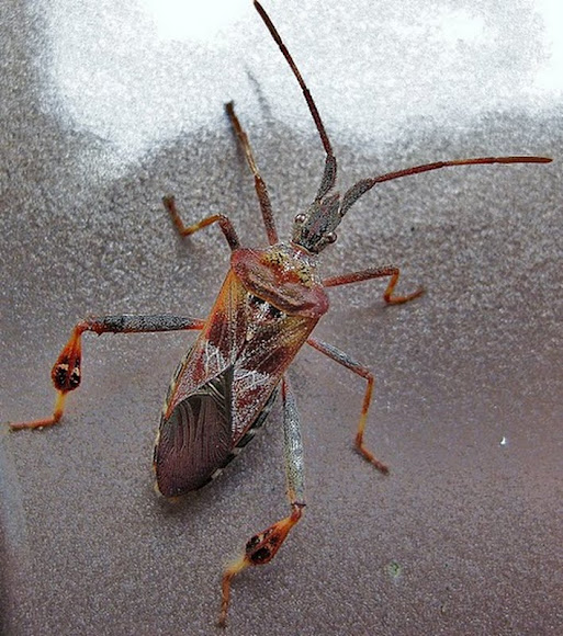 Leaffooted Pine Seed Bug Project Noah