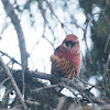 White-winged Crossbill