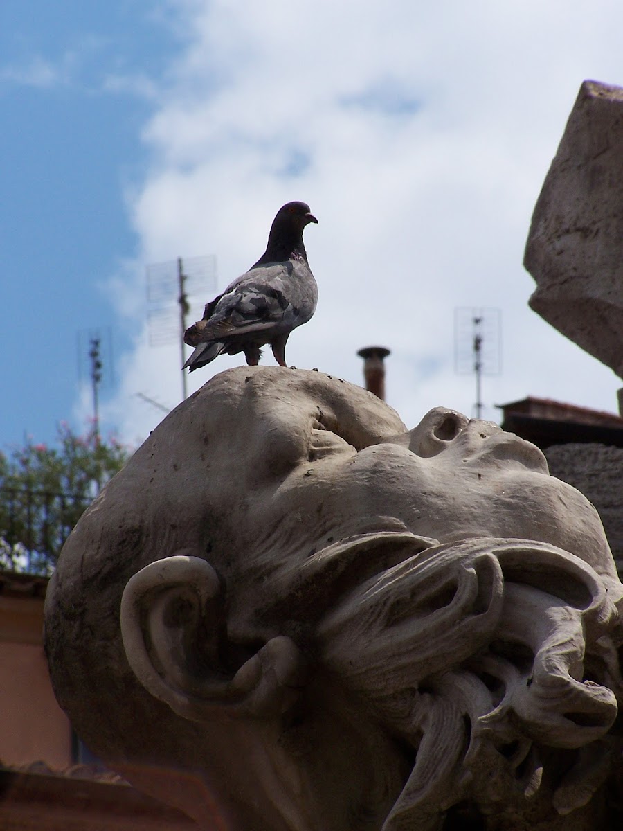 Pigeon (Piccione)