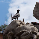 Pigeon (Piccione)