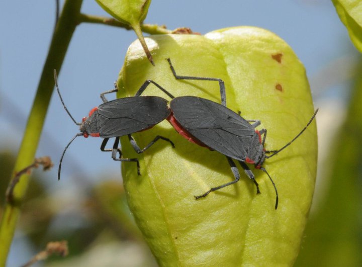Red-shouldered bugs (mating pair)