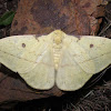Tagoropsis moth