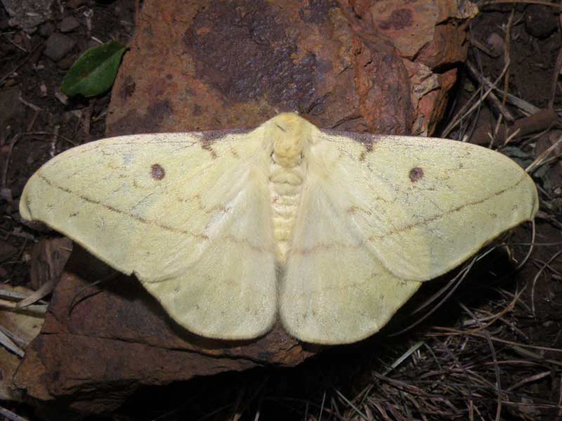 Tagoropsis moth