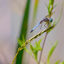 Blue Dasher