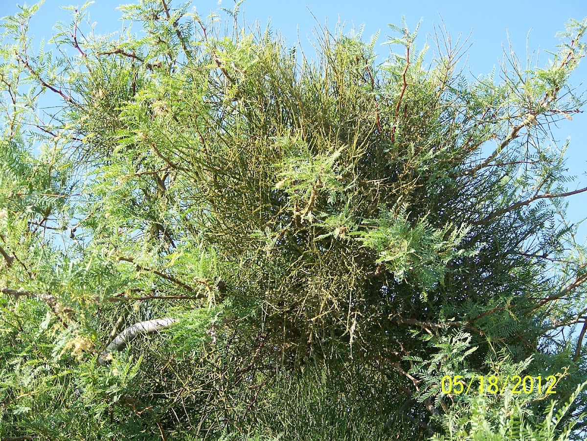 Desert Mistletoe