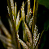 Wheat Calathea