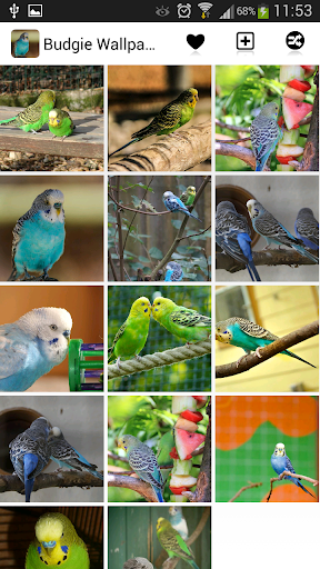 Budgie Wallpapers