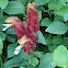 Red Shrimp Plant