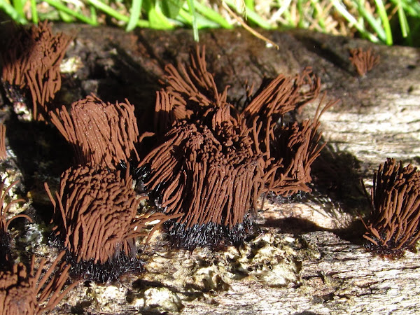 Chocolate Tube Slime Mold | Project Noah