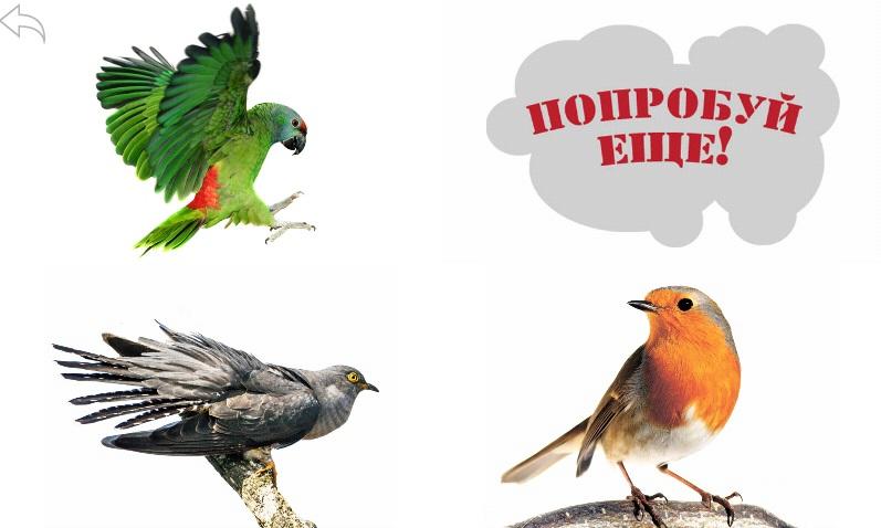 Птицы и их звуки. Обучалка Screen 3