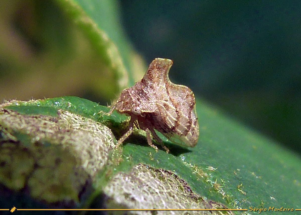 Membracid treehopper