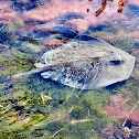 Southern Stingray