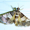 Nacoleia mesochlora  Moth