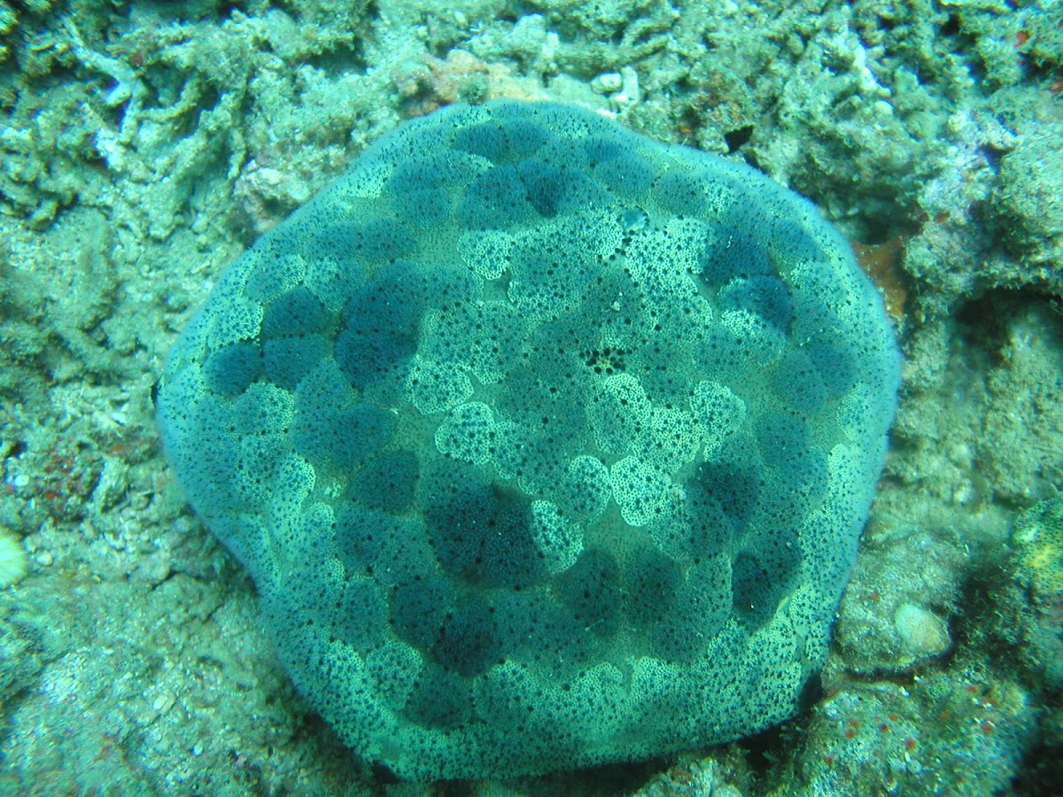 Pin-cushion Sea Star