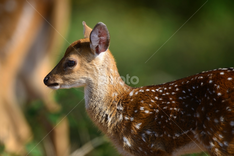 Chital Fawn by Nimit Virdi - Animals Other Mammals