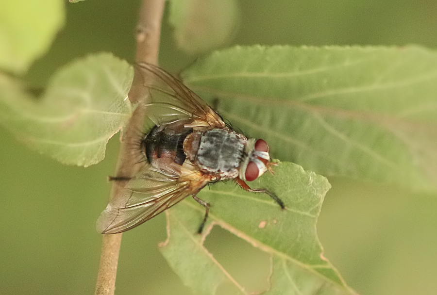 Tachinid Fly