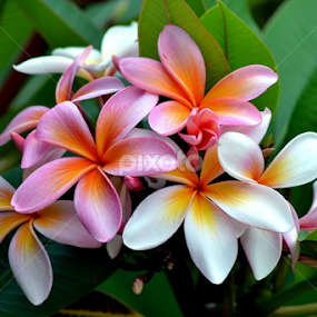 Pink Frangipani 19 by Mark Zouroudis - Flowers Flowers 2011-2013
