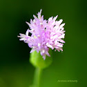 Lilac Tasselflower