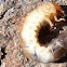 Beetle Larvae, Beetle Grub