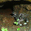 Khasi Hills Bent toed Gecko